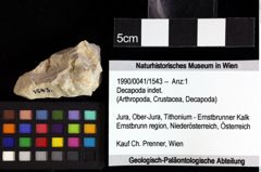 Foto (Objket + Etiketten) von Munitheites kuepperi (Fraaije et al., 2019) 